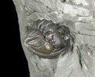 Wide, Enrolled Flexicalymene Trilobite In Shale - Ohio #52198-2